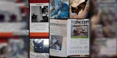 6 Tiere weg – Katzen-Krimi stellt ganzen Ort vor Rätsel
