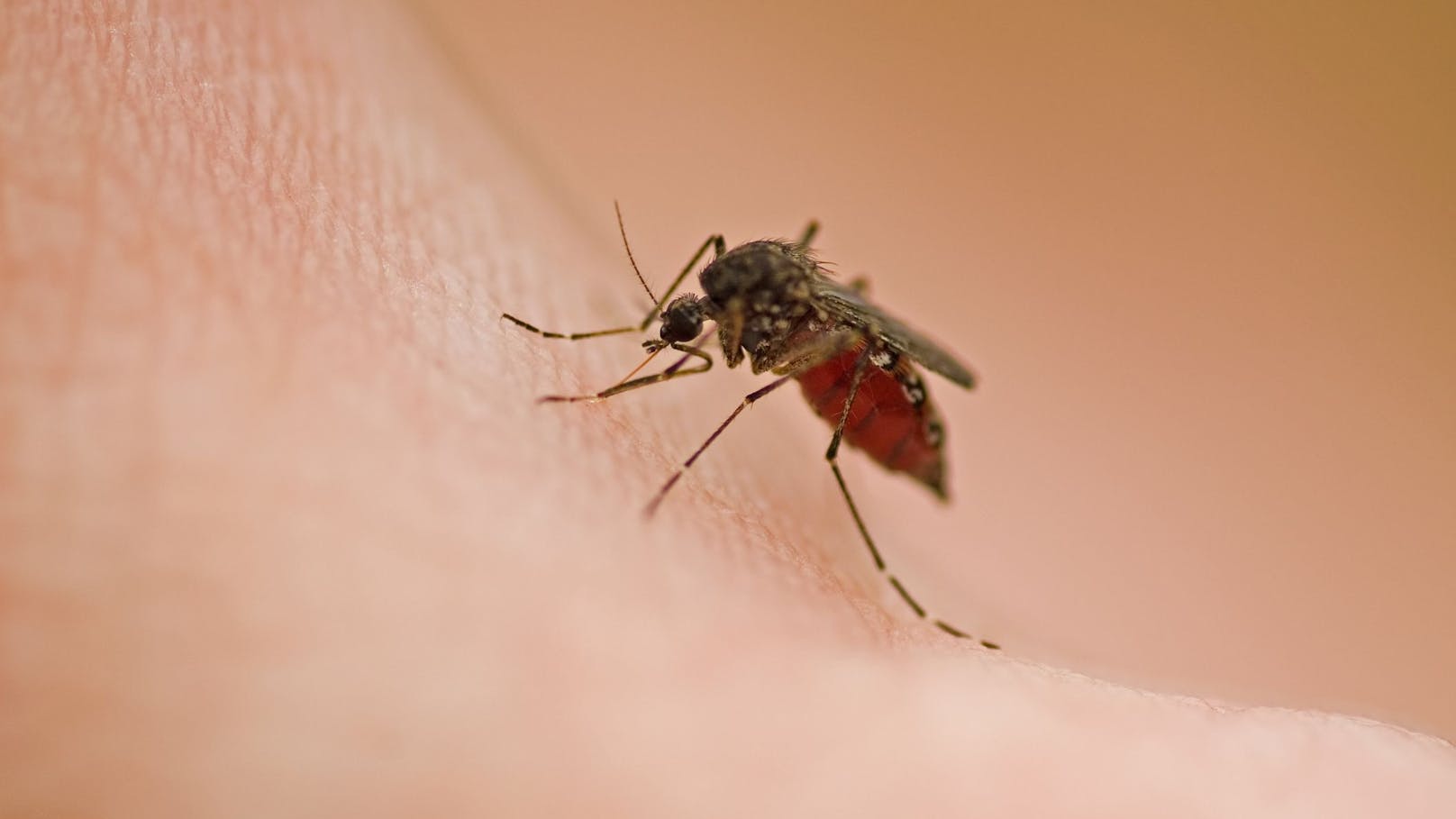 Forscher sind selbst überrascht, welches Getränk angeblich Mücken anzieht. 