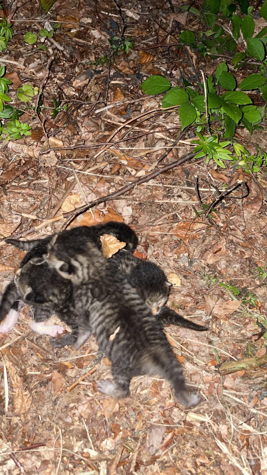 Vier hilflose Katzenbabys wurden einfach an einen Waldrand geschmissen und sich selbst überlassen.