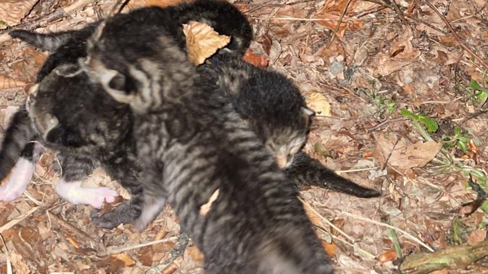 Vier hilflose Katzenbabys wurden einfach an einen Waldrand geschmissen und sich selbst überlassen.