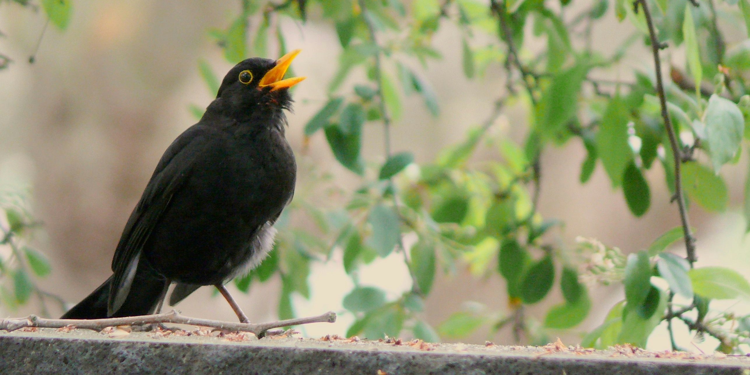 Betroffene Amseln sollten nicht berührt werden.