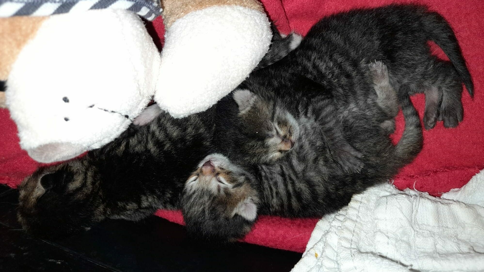 Die Säuglinge werden zurzeit von der Pfotenhilfe versorgt. Es wird dringend nach dem Täter gesucht.