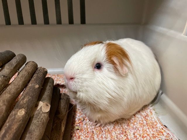 Könnte unzählige Meerschwein-Weibchen geschwängert haben: der pelzige Eindringling.