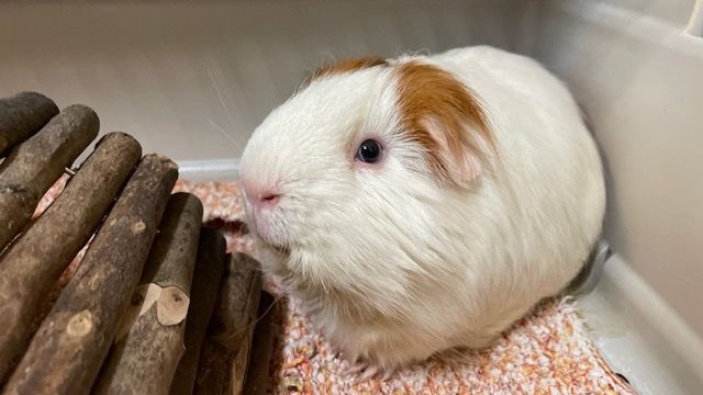 Könnte unzählige Meerschwein-Weibchen geschwängert haben: der pelzige Eindringling.