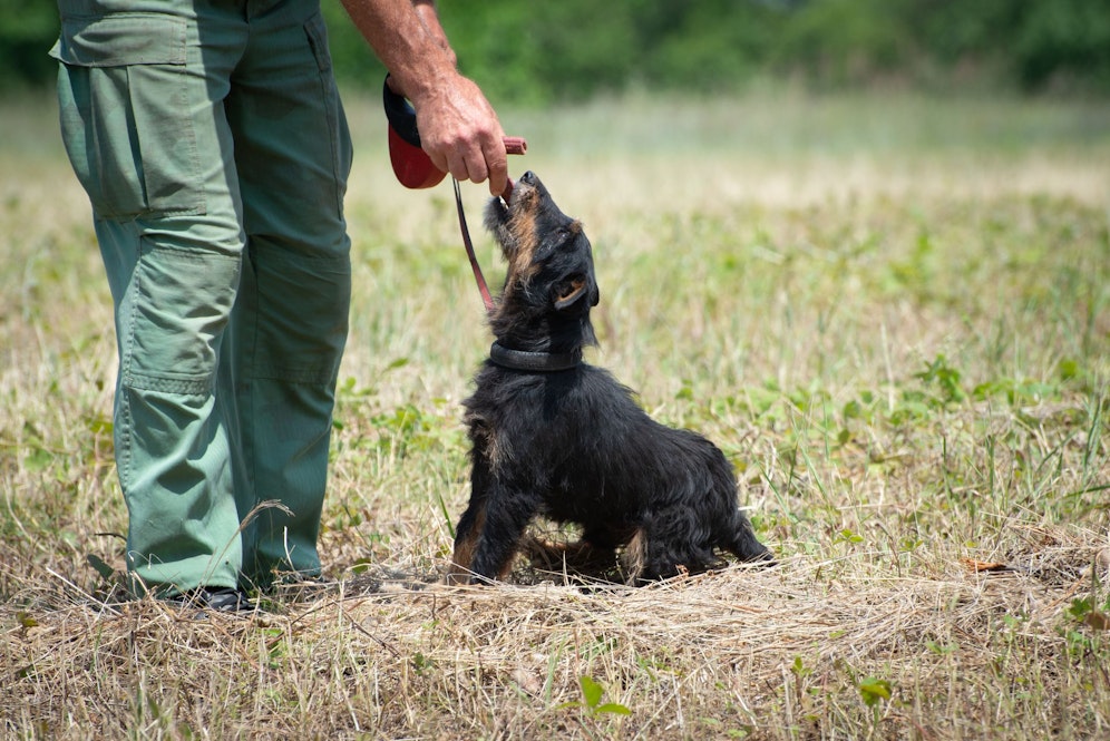 Ein Deutscher Jagdterrier an der Leine. (Symbolbild)