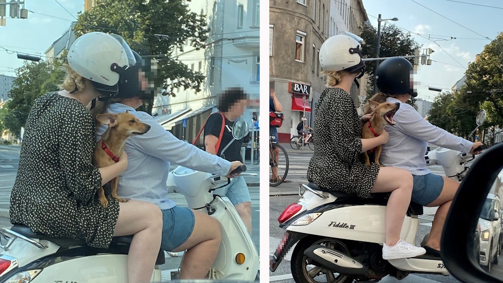 In der Wiener Leopoldstadt sorgte ein tierischer Passagier auf einer Vespa für Aufsehen.