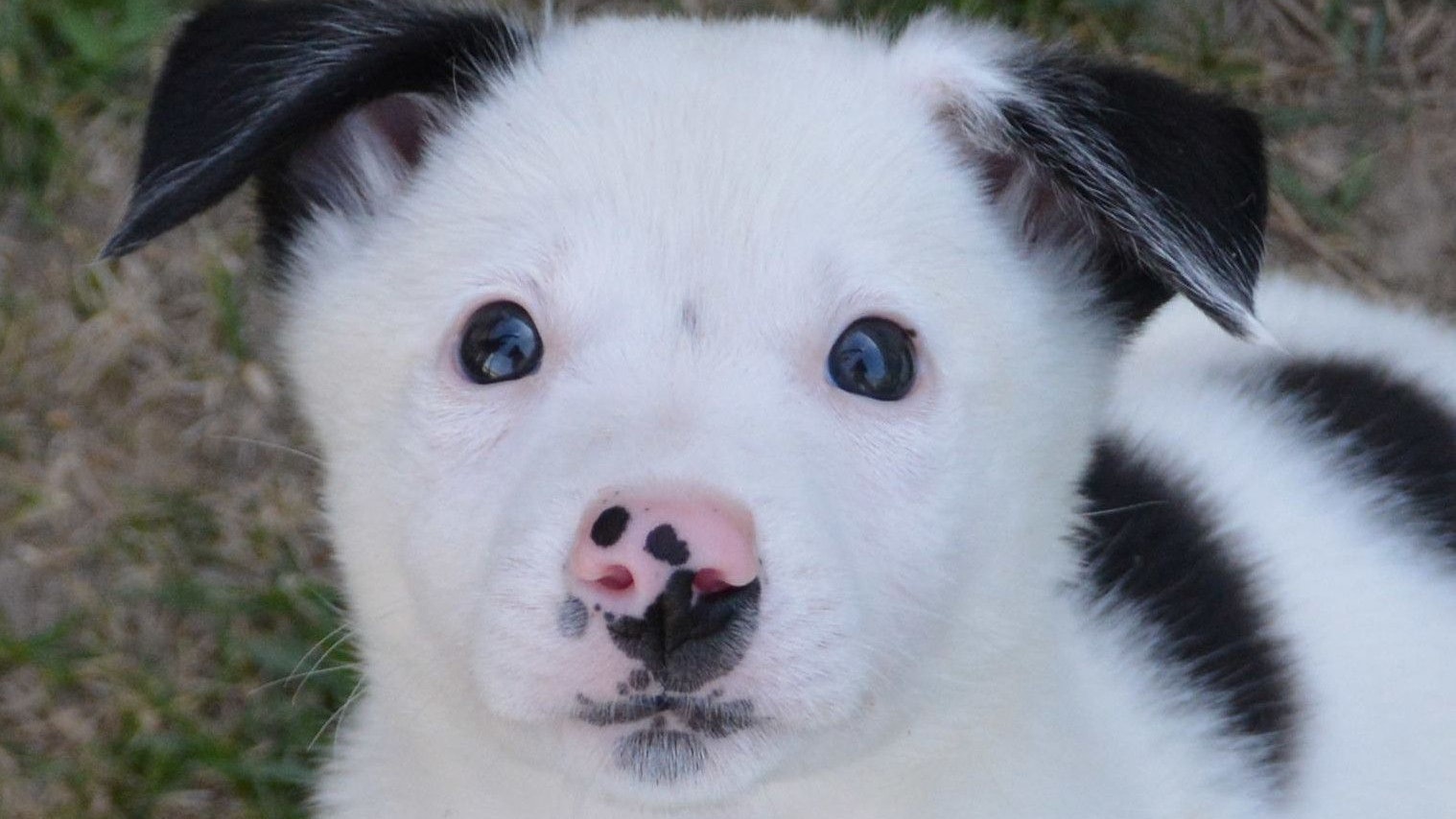 Dieses Foto wurde Christine Kaltenecker vom Tierquartier zugeschickt. Tja ... (ohne Worte!)