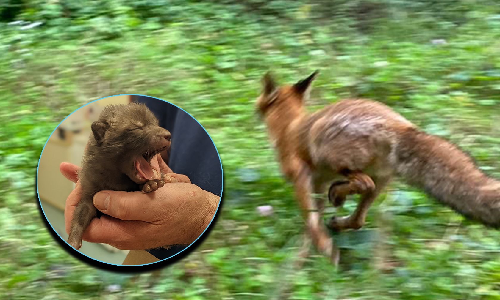 Die Auswilderung von insgesamt fünf Füchsen war erfolgreich. 