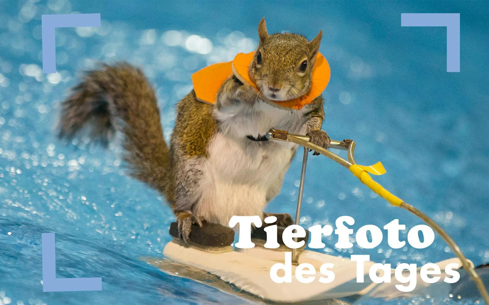 Das ist "Twiggy" - ein 10-jähriges Eichhörnchen, welches tatsächlich gerne Wasserski-fährt und jährlich auf der International Boat Show in Toronto auftritt.