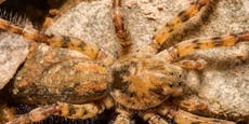 Nosferatu-Spinne breitet sich nahe Österreich aus