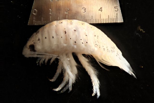 An den Stränden von San Diego (USA) kommt es zurzeit häufig zu Bissvorfällen.