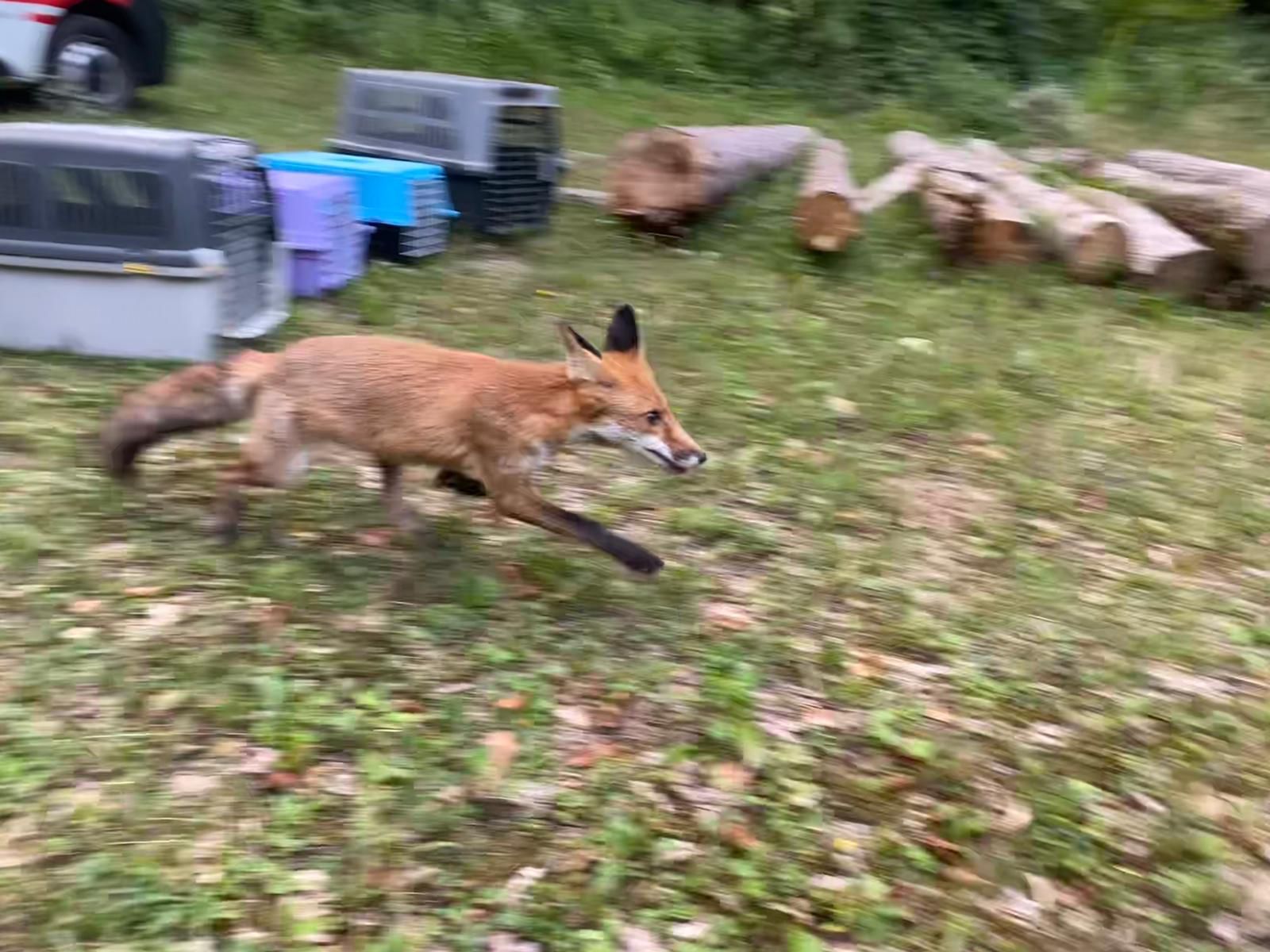 Ein Pkw wich einem Fuchs auf der Straße aus und führte dadurch zum Sturz eines Motorradfahrers.