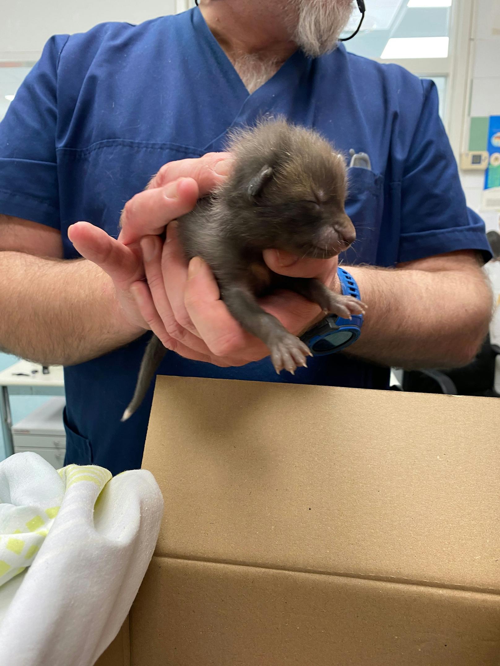 Mit viel Liebe und Geduld werden verwaiste Wildtiere, wie diese Fuchsbabys aufgepäppelt und umsorgt.