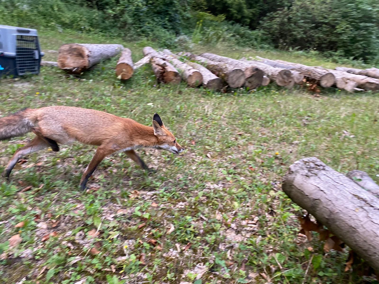 Der Mann hielt sich illegal einen Fuchs im Haus (Symbolfoto).