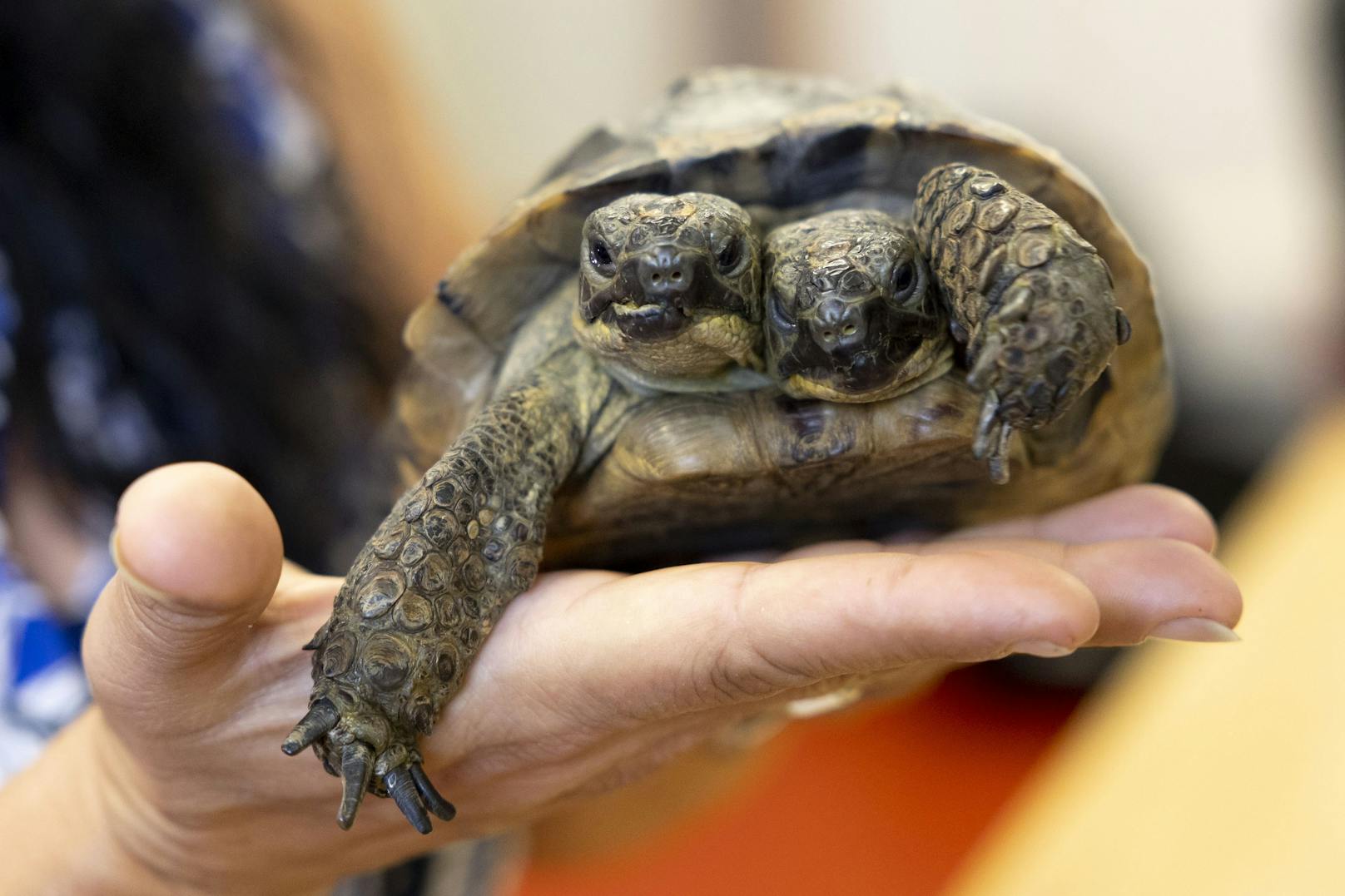 Zweiköpfige Schildkröte wird schon 25 Jahre alt