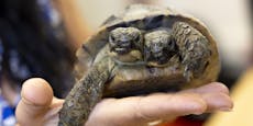 Zweiköpfige Schildkröte wird schon 25 Jahre alt