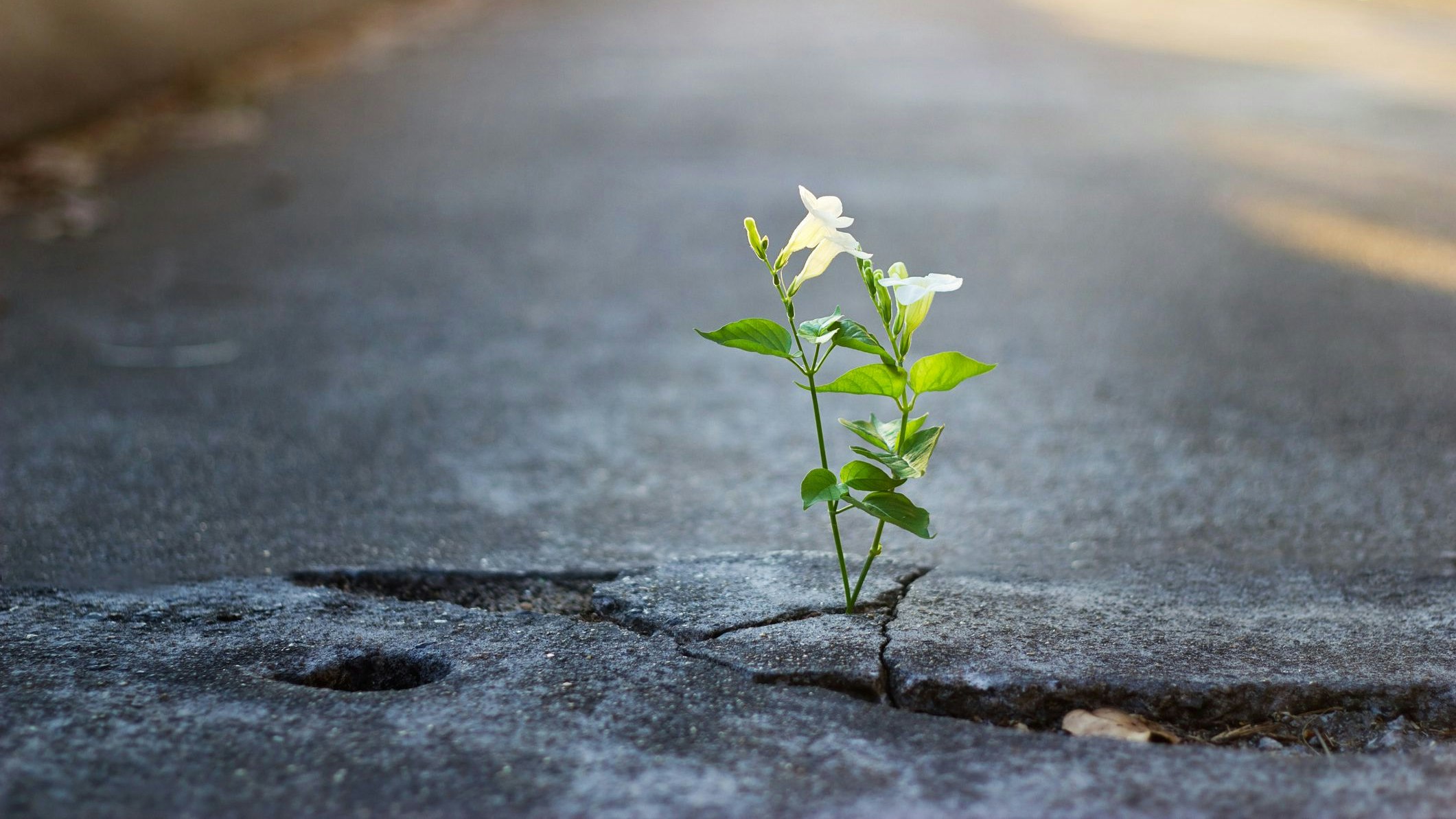white flower growing on crack street, soft focus, blank text