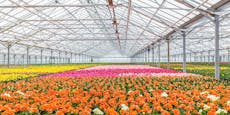 Blumenhandel in Krise – "Müssten 3-mal so teuer sein"