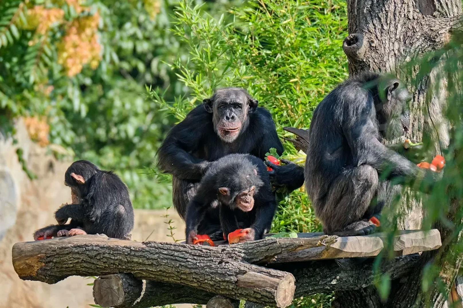 Im Leipziger Zoo hat eine Schimpansengruppe ihren ehemaligen Anführer in einen Wassergraben gedrängt, woraufhin dieser ertrank. Bild: Schimpansen im Leipziger Zoo. 