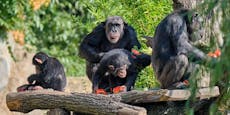 Schimpansen treiben früheren Anführer gewaltsam in Tod