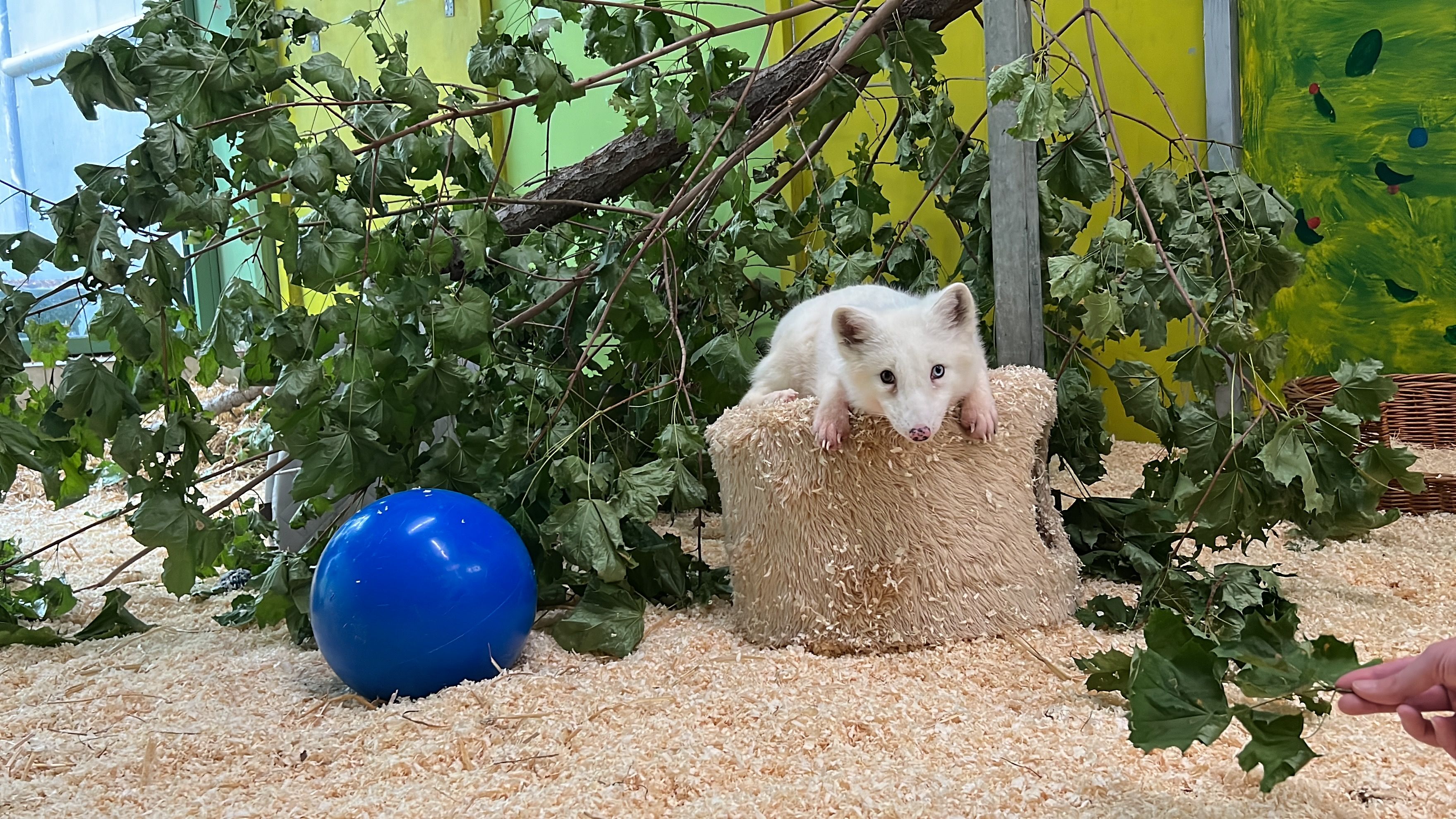 Der kleine Polarfuchs 