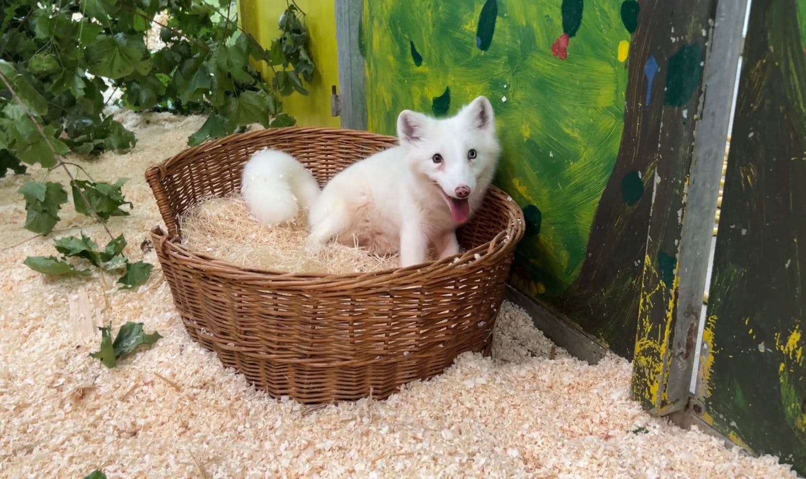Der erst fünf Monate alte Polarfuchs "Wukk" lebt derzeit im Tierschutzhaus Vösendorf.