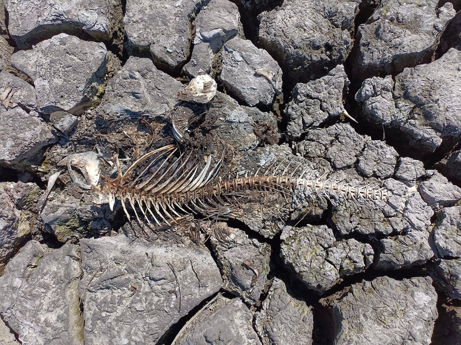 Das Wasser wich letztlich so rasant, dass am Grund des Zicksees noch immer die Fischskelette liegen.