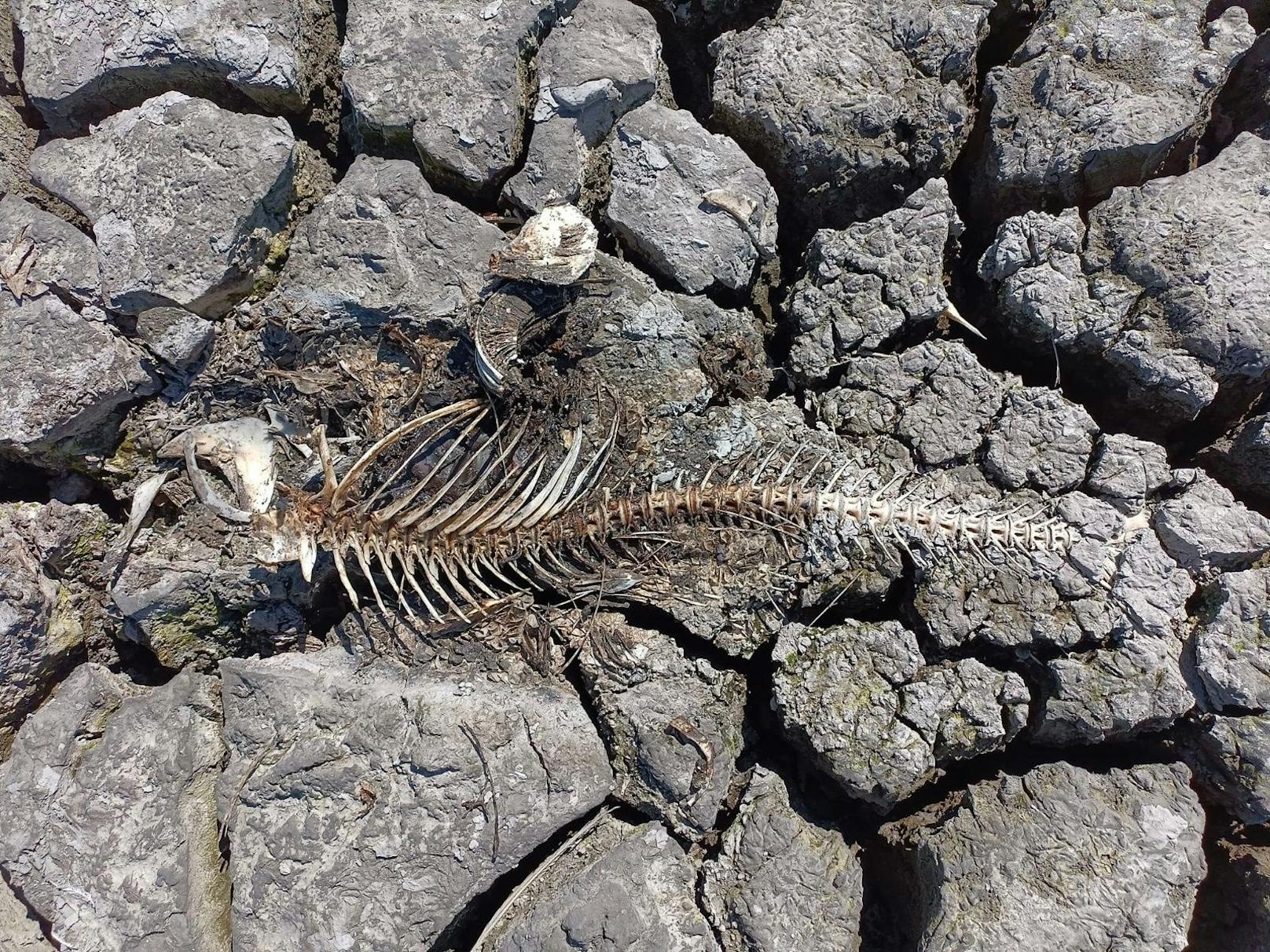 Fische sind Skelette – so trocknen unsere Seen aus
