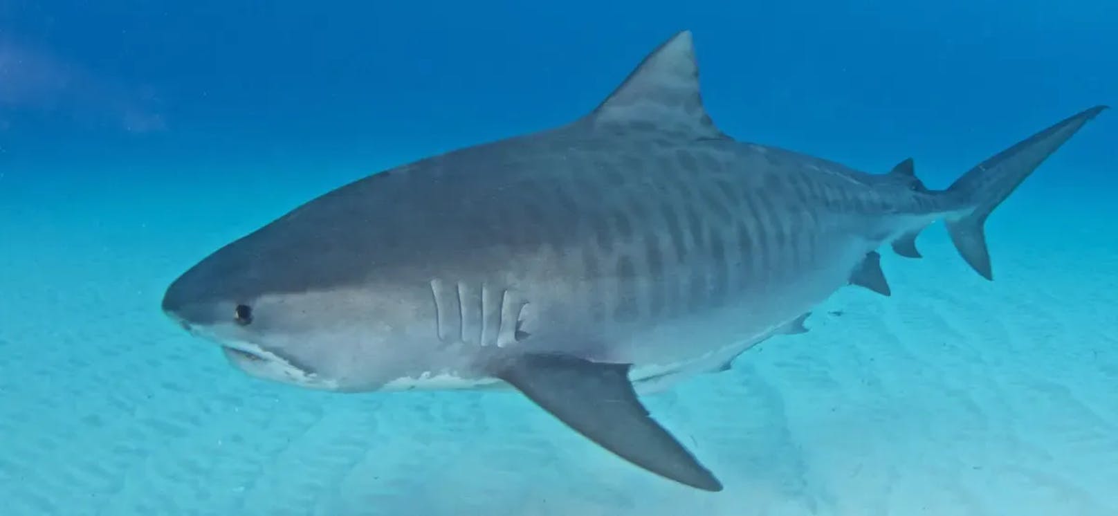 Ein für Menschen potenziell gefährlicher Tigerhai vor den Bahamas.