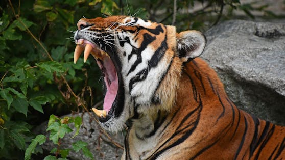 Am 04. September kam es in Indien zu einem gefährlichen Vorfall mit einem Tiger.