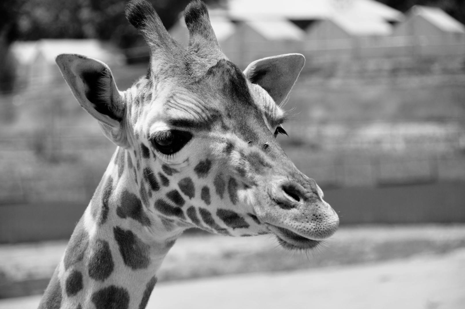 Das neugeborene Giraffenkalb von "Sofie" musste erlöst werden.