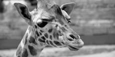 Giraffenbaby in Schönbrunn tot – es wurde eingeschläfert