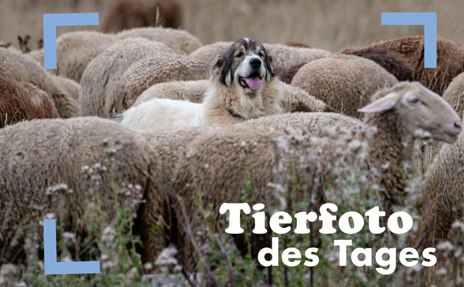 G'scheit! Immer mehr Landwirte setzen auf Herdenschutzhunde für ihre Schafe und Ziege. So bleibt der Wolf fern. :)