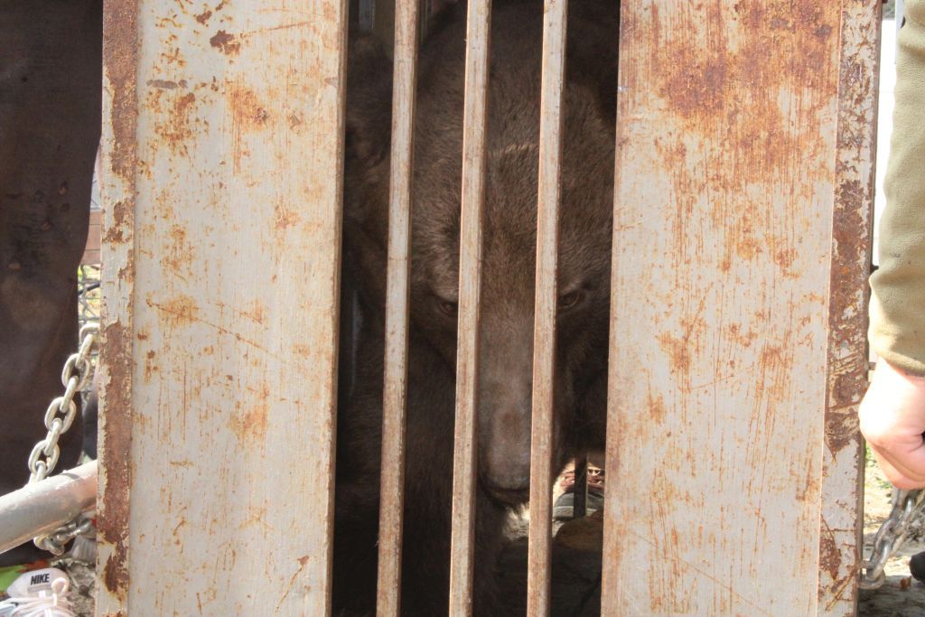 Notfallrettung in der Ukraine: Bär in kaputtem Gehege zurückgelassen