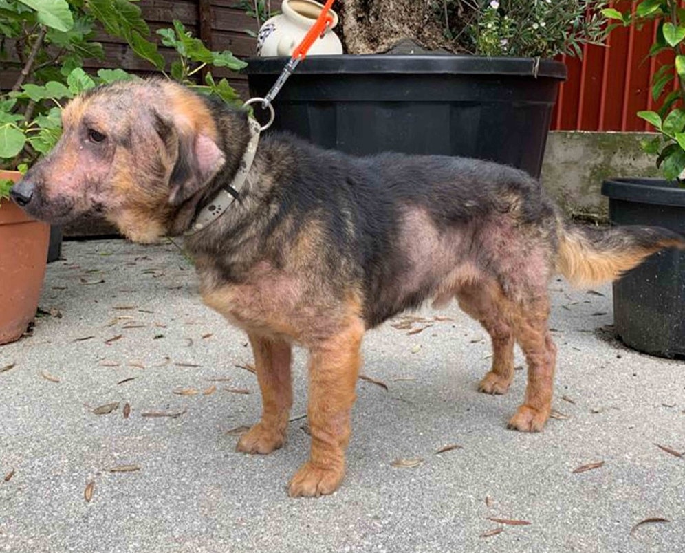 Phönix hatte kaum noch Haare als er zur Pfotenhilfe kam.