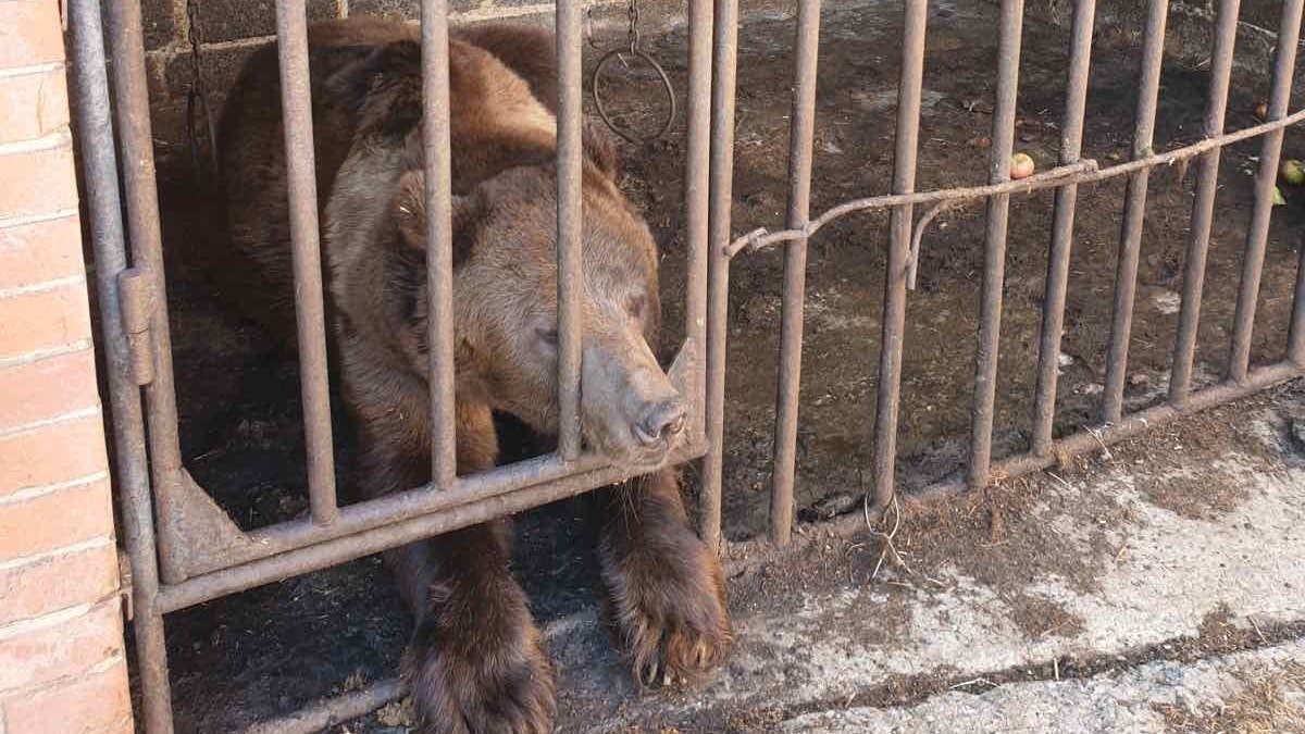 Notfallrettung in der Ukraine: Bär in kaputtem Gehege zurückgelassen