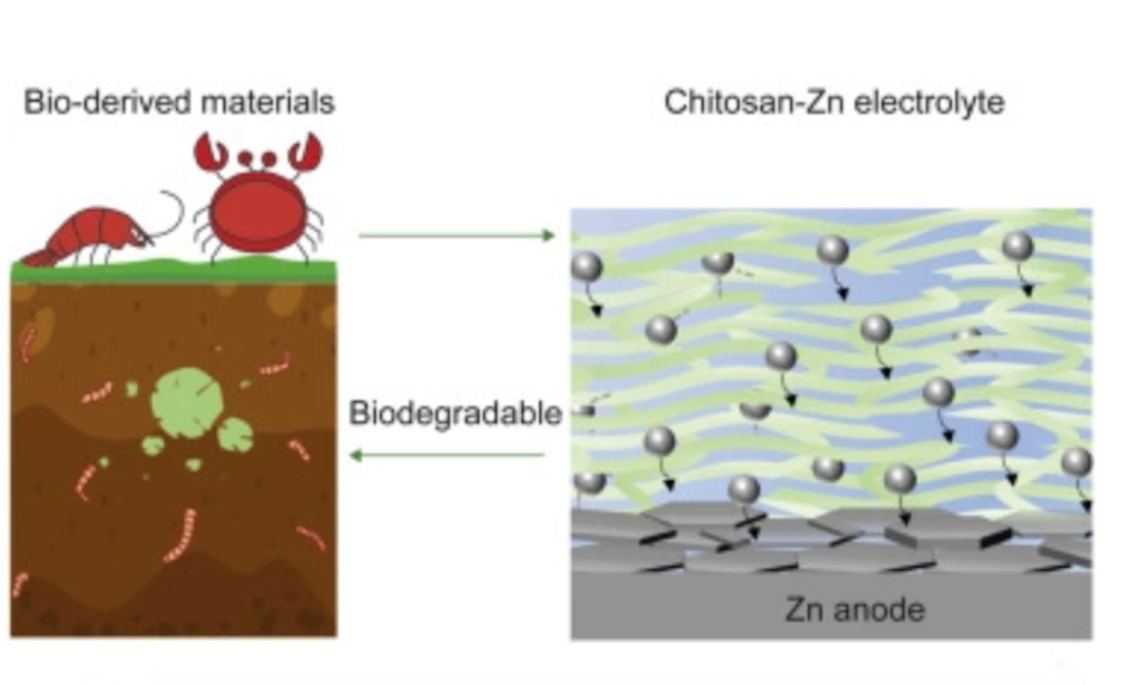 Doch nicht nur die gute Verfügbarkeit des Materials ist aus Sicht der Forschenden ein Vorteil, sondern auch das, was nach der Lebensdauer mit den Akkus auf Schalentier-Basis geschieht: So können zwei Drittel der Batterie – der Chitosan-Anteil – von Mikroben innerhalb von fünf Monaten abgebaut werden. Zurück bleibt nur der Zink, der recycelt werden kann. 