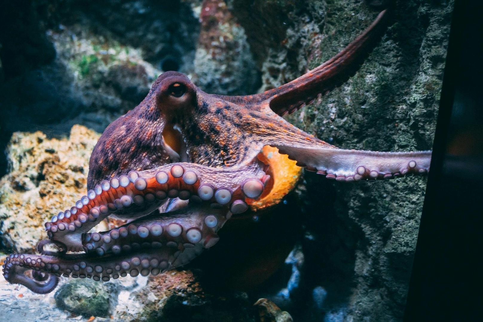 … und in Teilen von Tintenfischen vor. 