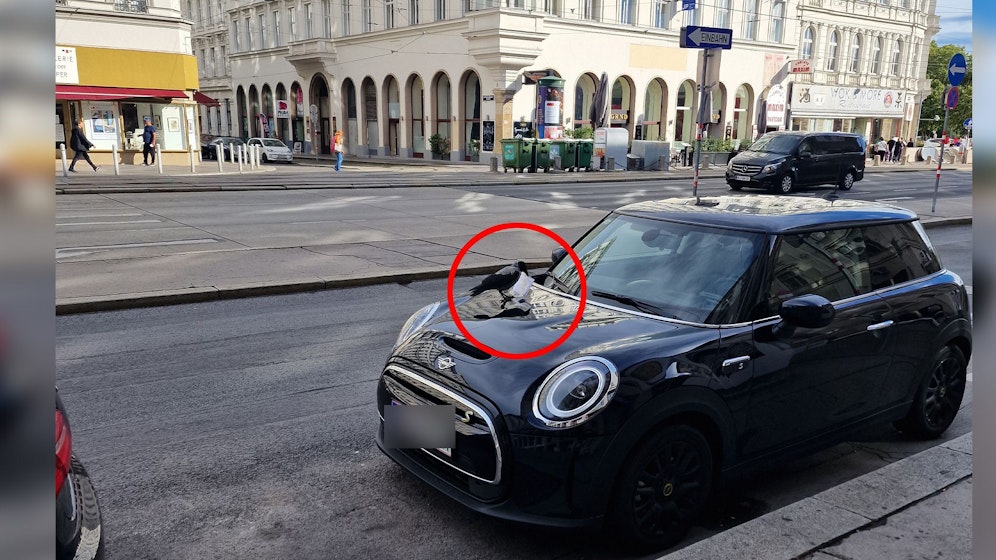 Der Vogel wollte scheinbar die in der Windschutzscheibe eingeklemmte Strafe klauen. 