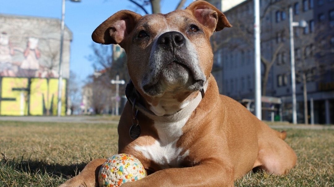 Pumba wurde zwölf Jahre alt.
