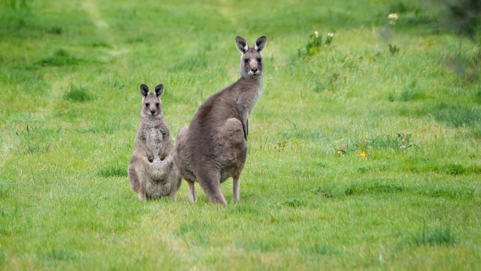 Ein Känguru hat in Australien einen Mann getötet.
