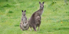 Wildes Känguru tötet Mann in Australien