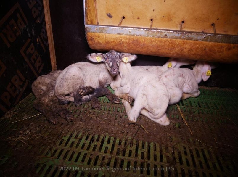 Verein gegen Tierfabriken (VGT) ortet Missstände in einem Mastbetrieb im Bezirk St. Pölten-Land.