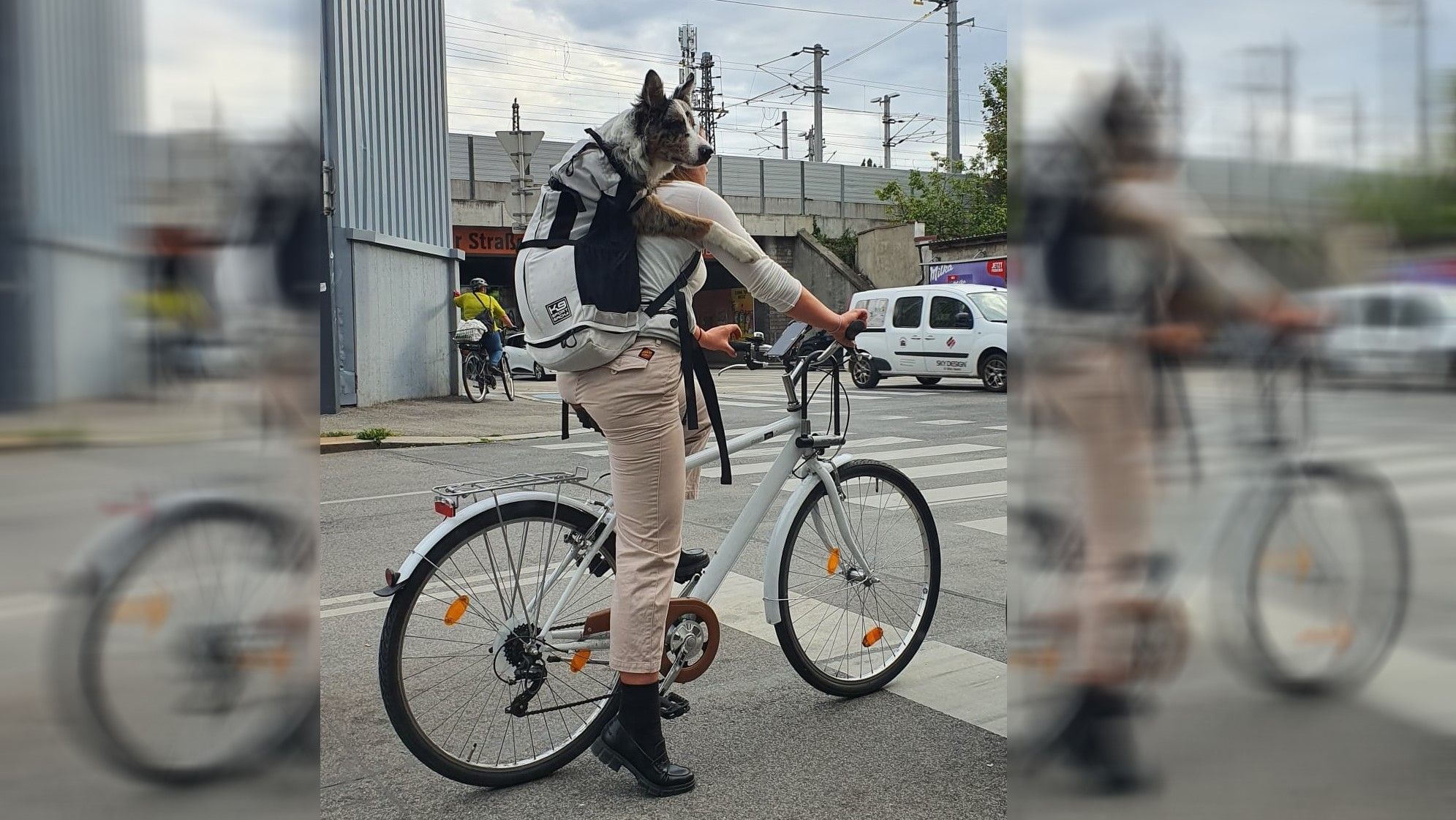Hunde-Transport auf Fahrrad in Wien sorgt für Aufsehen