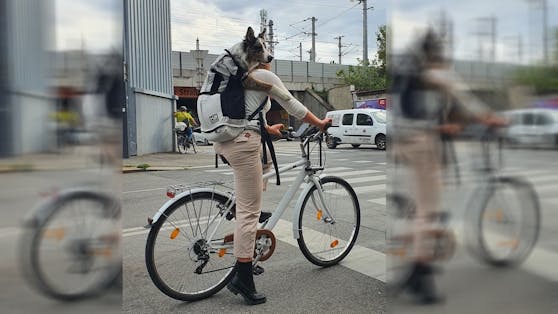 Ein Hunde-Transport per Fahrrad sorgte in Wien für Aufsehen.