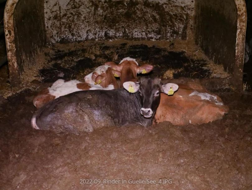 Verein gegen Tierfabriken (VGT) ortet Missstände in einem Mastbetrieb im Bezirk St. Pölten-Land.