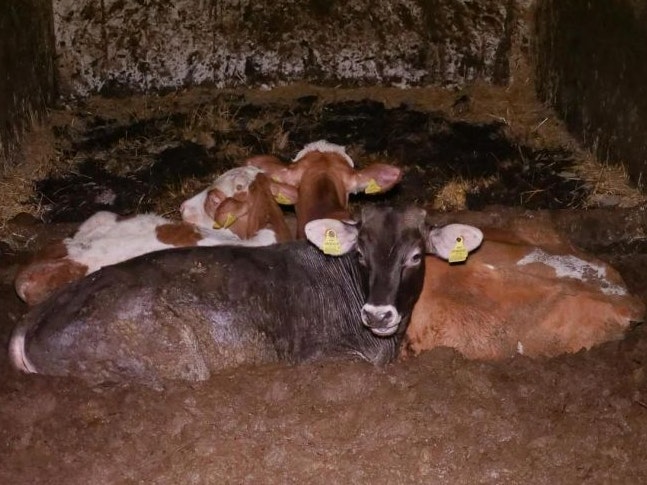 Verein gegen Tierfabriken (VGT) ortet Missstände in einem Mastbetrieb im Bezirk St. Pölten-Land.