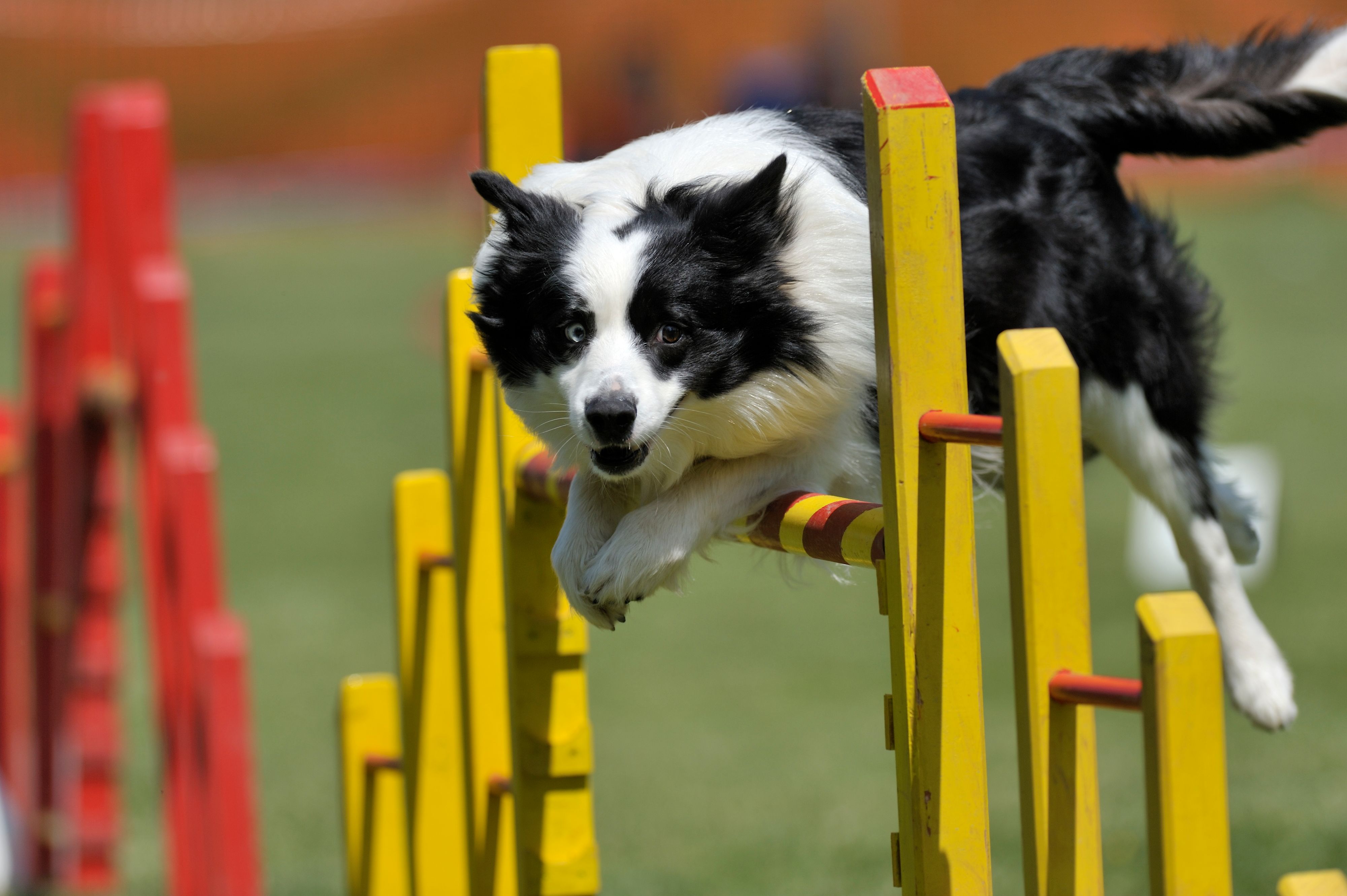 Ein Border Collie auf einem Agility-Kurs