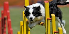 Wau! Hunde-Agility-WM geht in Schwechat über die Bühne