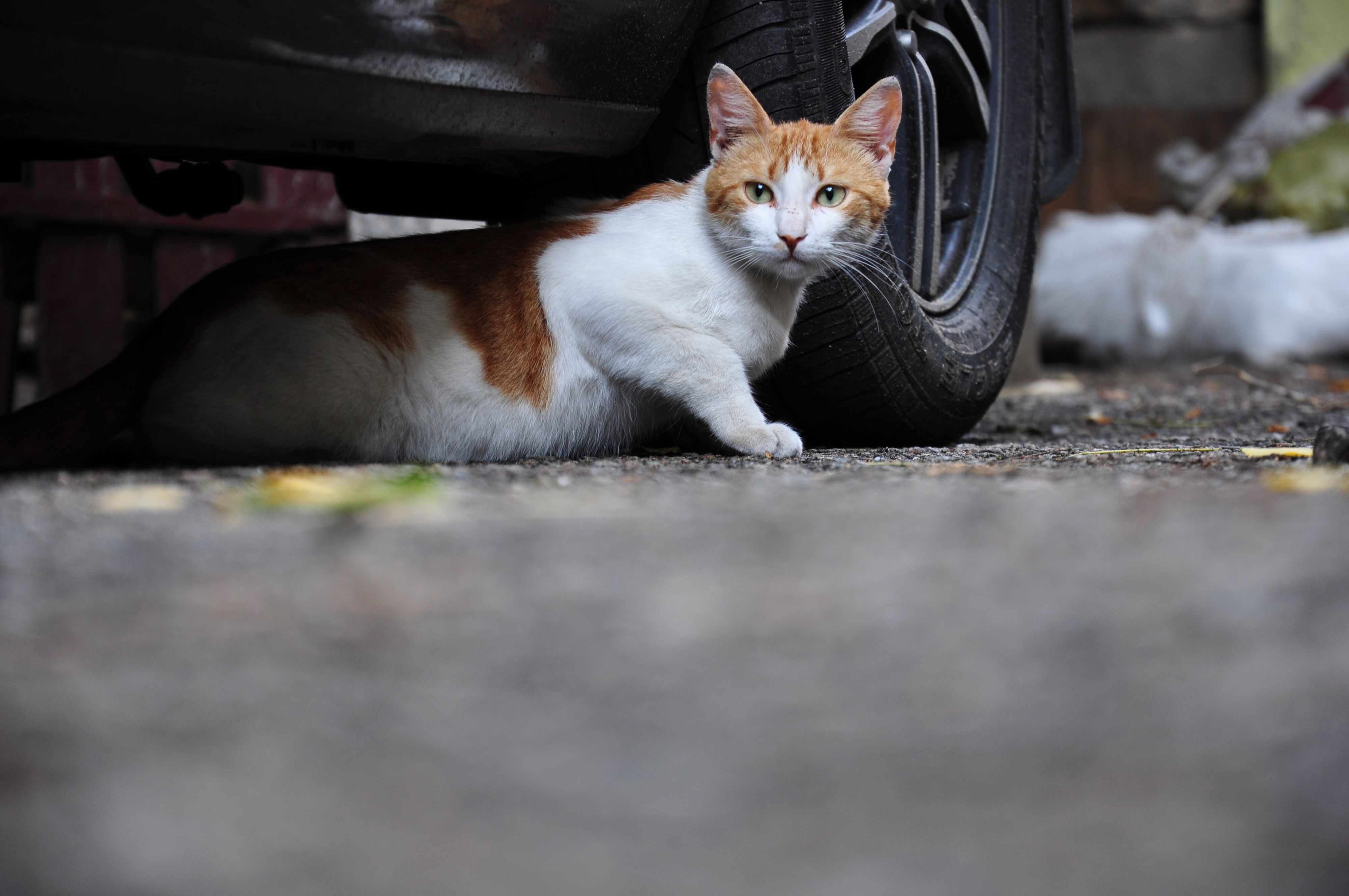 stray cat hiding under the car
